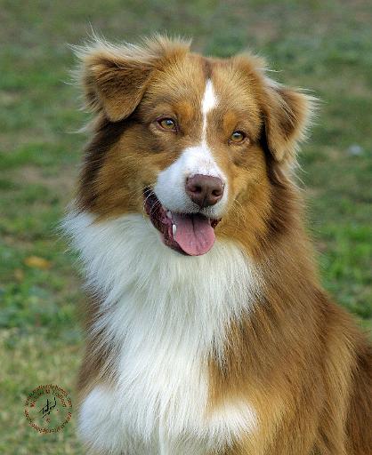 Australian Shepherd 9K5D-02.JPG